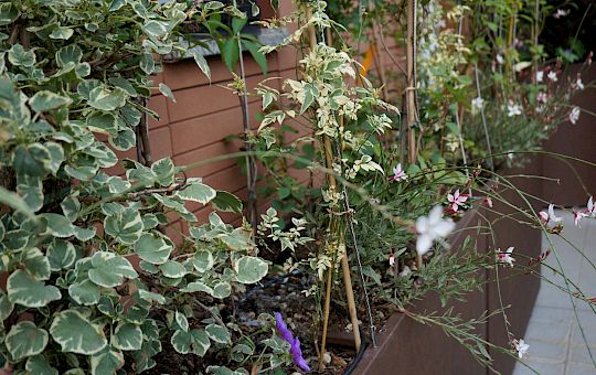 Marietta Strasoldo Garden Design - Office Terrace - Main Gallery - e11.jpg