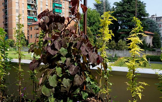 Marietta Strasoldo Garden Design - Office Terrace - Main Gallery - e13.jpg