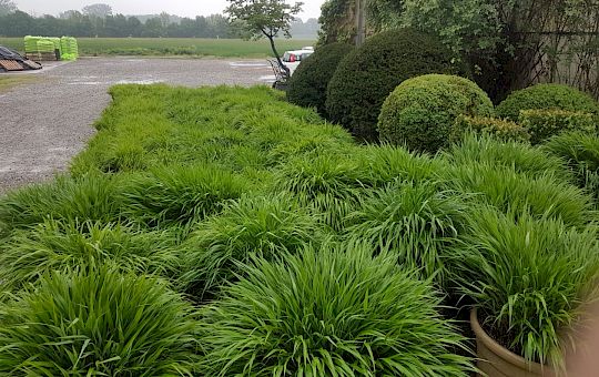 Marietta Strasoldo Garden Design - Starnberger See - Main Gallery - c64ac0ca-564b-48a4-9b86-2746cd12c21c.jpg