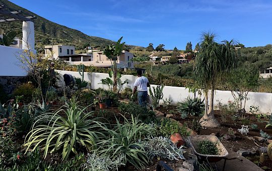 Marietta Strasoldo Garden Design - The Mediterranean Garden - Main Gallery - 31-pflanzen-11-1.jpg