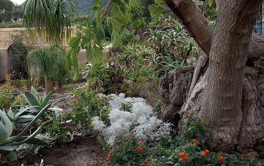 Marietta Strasoldo Garden Design - The Mediterranean Garden - Main Gallery - 38-pflanzen-18-1.jpg