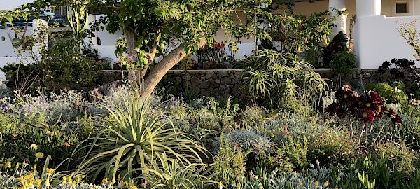 The Mediterranean Garden