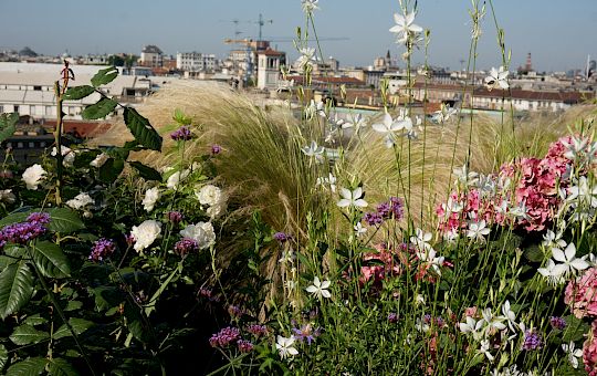 Marietta Strasoldo Garden Design - Roof Garden - Main Gallery - 20-2.jpg