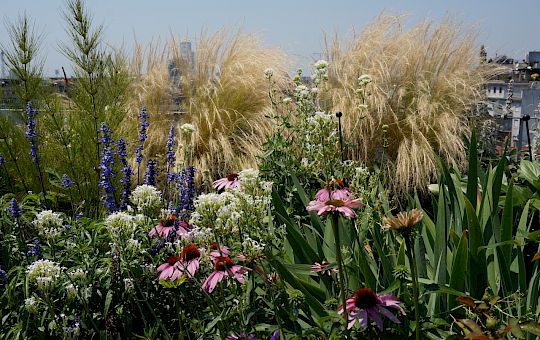 Marietta Strasoldo Garden Design - Roof Garden - Main Gallery - 26-1.jpg