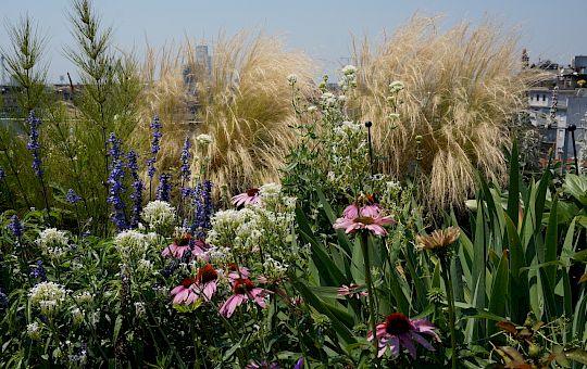 Marietta Strasoldo Garden Design - Roof Garden - Main Gallery - 26-1.jpg