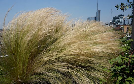 Marietta Strasoldo Garden Design - Roof Garden - Main Gallery - 27-1.jpg