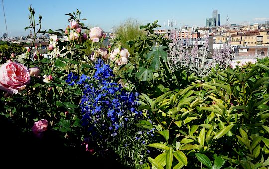 Marietta Strasoldo Garden Design - Roof Garden - Main Gallery - 43_dsc01533_copia.jpeg