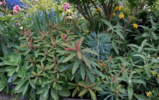 Marietta Strasoldo Garden Design - Roof Garden - Main Gallery - 45_dsc01605_copia.jpeg