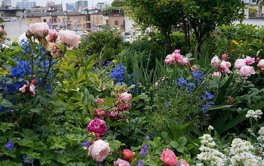 Marietta Strasoldo Garden Design - Roof Garden - Main Gallery - 46_dsc01607_copia.jpeg