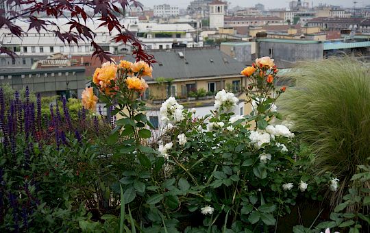 Marietta Strasoldo Garden Design - Terrazza - Main Gallery - 48_dsc01615_copia.jpeg