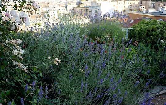 Marietta Strasoldo Garden Design - Terrazza - Main Gallery - 50_dsc02631_copia.jpeg