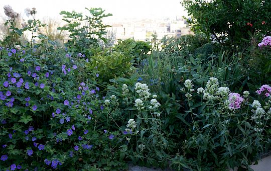 Marietta Strasoldo Garden Design - Roof Garden - Main Gallery - 51_dsc02636_copia.jpeg