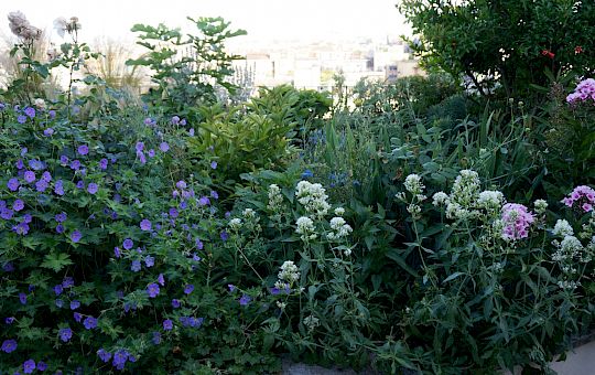 Marietta Strasoldo Garden Design - Terrazza - Main Gallery - 51_dsc02636_copia.jpeg