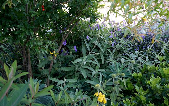 Marietta Strasoldo Garden Design - Terrazza - Main Gallery - 52_dsc02642_copia.jpeg