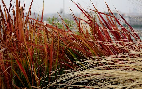 Marietta Strasoldo Garden Design - Terrazza - Main Gallery - 54_dsc02827_copia.jpeg