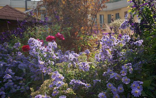 Marietta Strasoldo Garden Design - Roof Garden - Main Gallery - 55_dsc02865_copia.jpeg