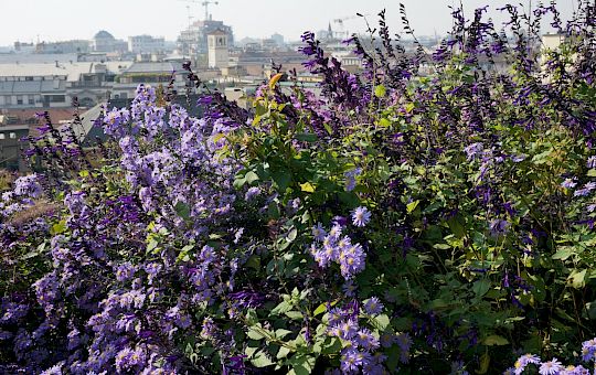 Marietta Strasoldo Garden Design - Terrazza - Main Gallery - 56_dsc02867_copia.jpeg