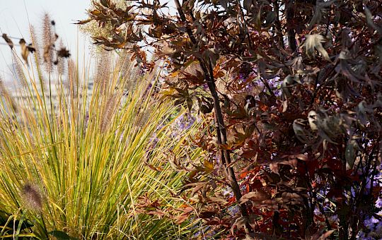 Marietta Strasoldo Garden Design - Terrazza - Main Gallery - 57_dsc02874_copia.jpeg