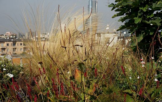 Marietta Strasoldo Garden Design - Roof Garden - Main Gallery - 58_dsc02877_copia.jpeg