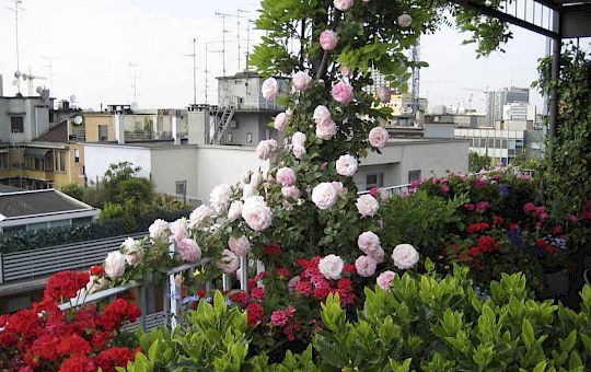 Marietta Strasoldo Garden Design - Terrazza - Main Gallery - after-04-1.jpg