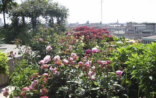 Marietta Strasoldo Garden Design - Roof Garden - Main Gallery - after-06-1.jpg