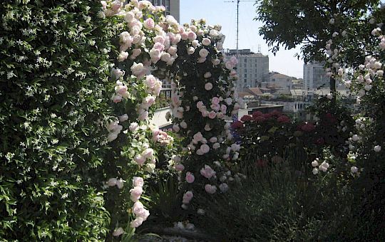 Marietta Strasoldo Garden Design - Terrazza - Main Gallery - after-10-1.jpg