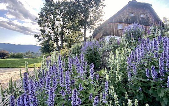 Marietta Strasoldo Garden Design - A Country Garden - After Gallery - 102-schwimmbad_6_copia.jpeg