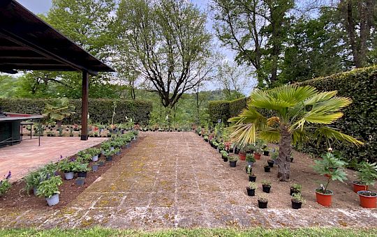 Marietta Strasoldo Garden Design - Orvieto - Main Gallery - planting_1.jpeg