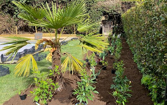 Marietta Strasoldo Garden Design - Orvieto - Main Gallery - planting_11.jpeg