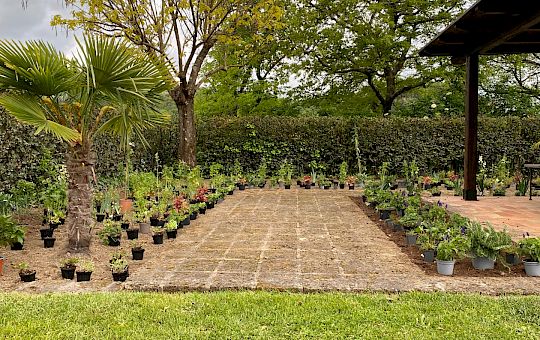 Marietta Strasoldo Garden Design - Orvieto - Main Gallery - planting_2.jpeg