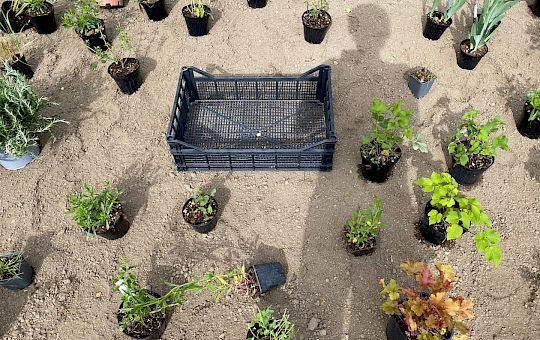 Marietta Strasoldo Garden Design - Orvieto - Main Gallery - planting_23.jpeg