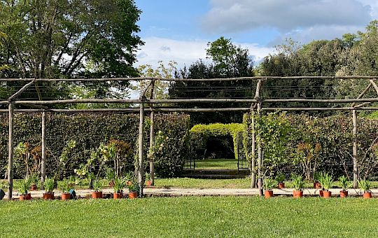 Marietta Strasoldo Garden Design - Orvieto - Main Gallery - planting_25.jpeg