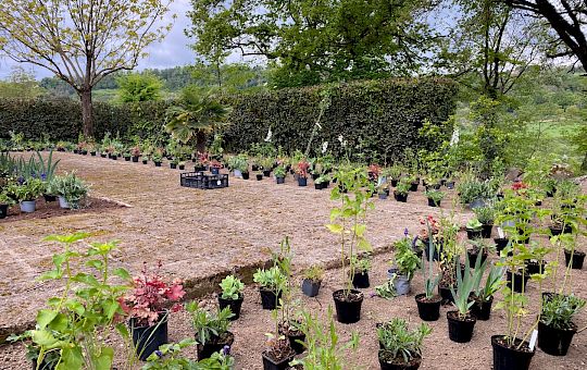 Marietta Strasoldo Garden Design - Orvieto - Main Gallery - planting_4.jpeg