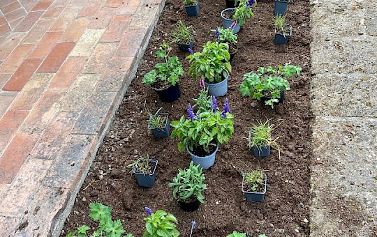 Marietta Strasoldo Garden Design - Orvieto - Main Gallery - planting_5.jpeg