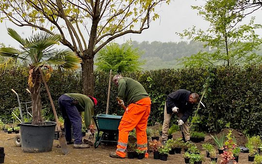 Marietta Strasoldo Garden Design - Orvieto - Main Gallery - planting_8.jpeg