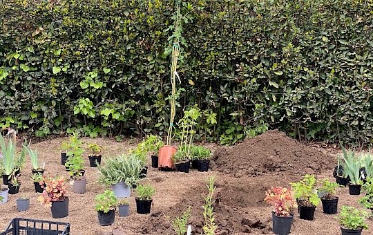 Marietta Strasoldo Garden Design - Orvieto - Main Gallery - planting_9.jpeg
